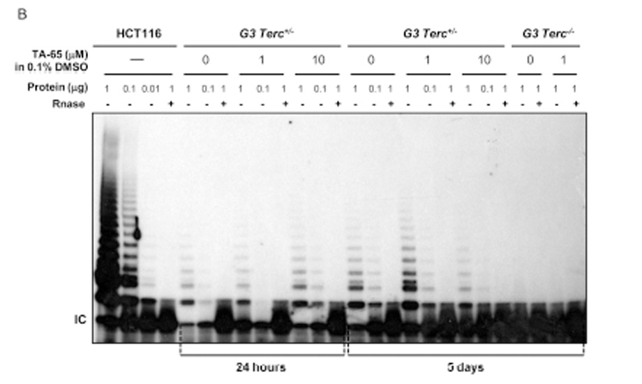 The telomaerase activator TA-65 (…)