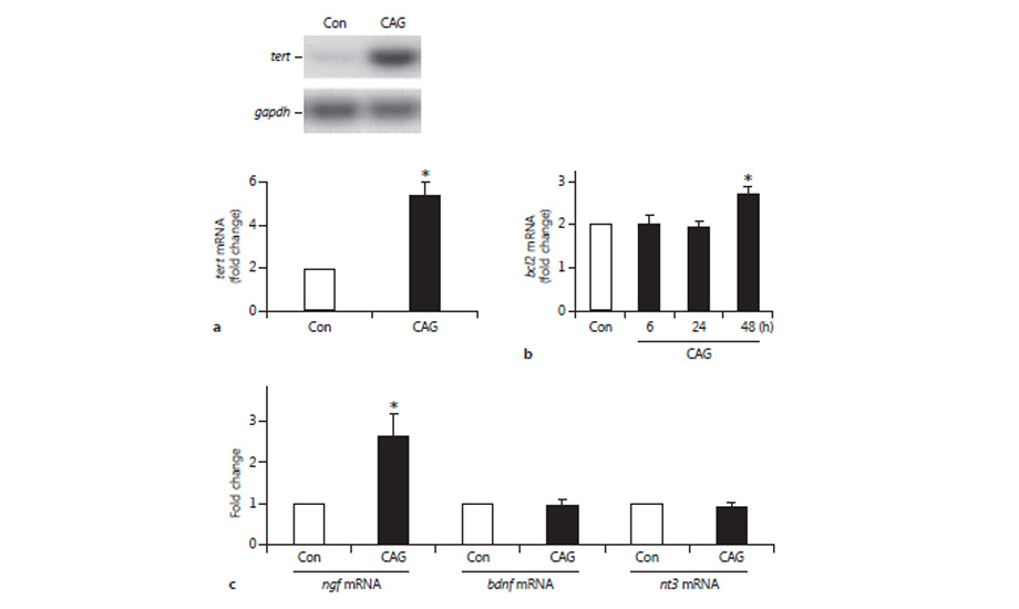 Cycloastragenol Is a Potent Telomerase Activator (…)