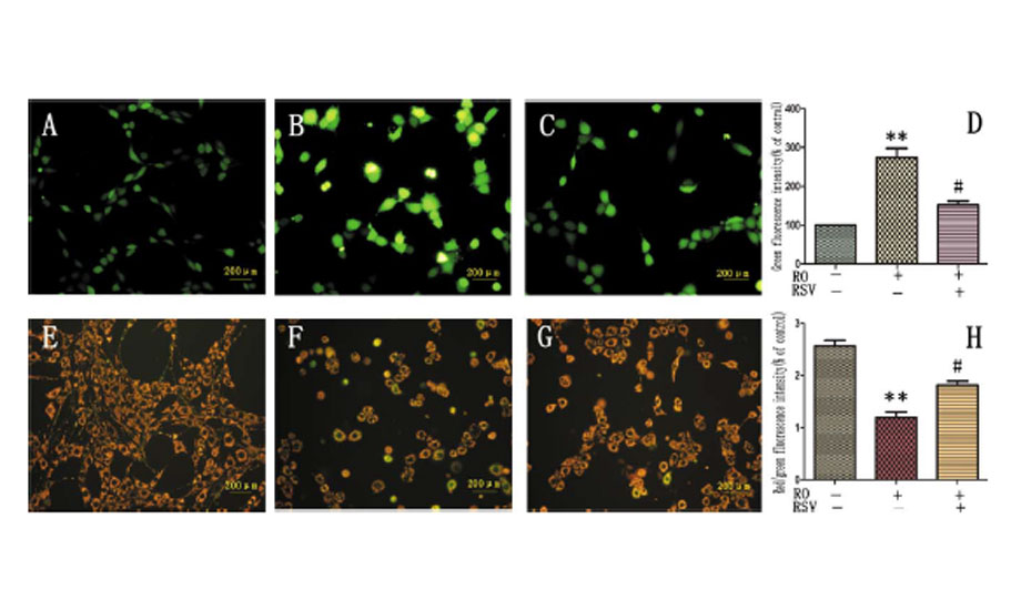 Resveratrol Suppresses Rotenoneinduced Neurotoxicity (…)