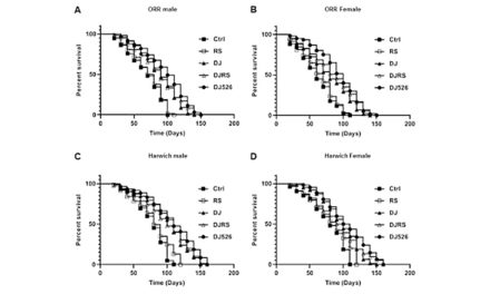 Effect of the Resveratrol Rice DJ526 on Longevity