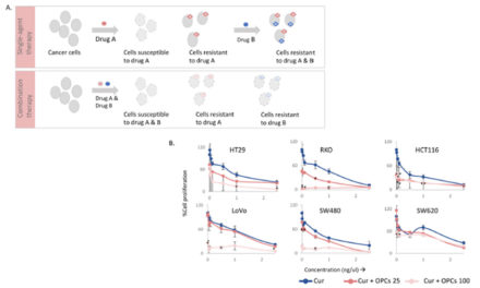 A combination of curcumin and oligomeric proanthocyanidins (…)