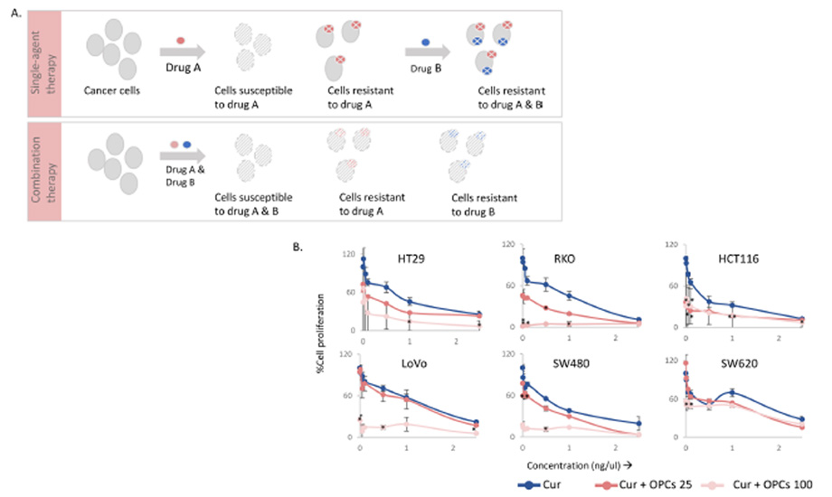 A combination of curcumin and oligomeric proanthocyanidins (…)