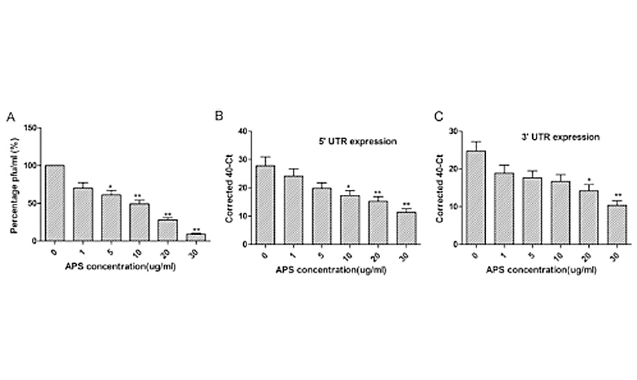 Astragalus polysaccharides inhibit avian infectious bronchitis virus infection (…)