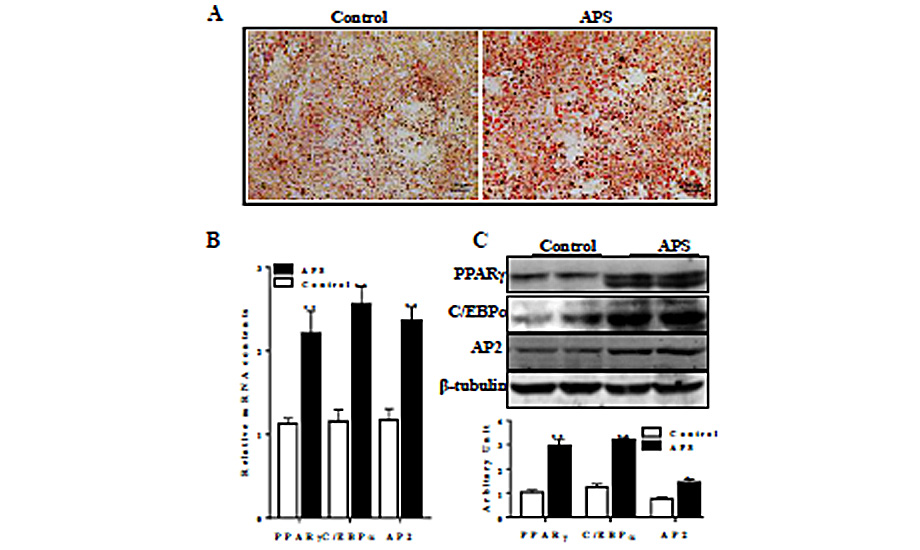 Astragalus Polysaccharide Improves Insulin Sensitivity (…)