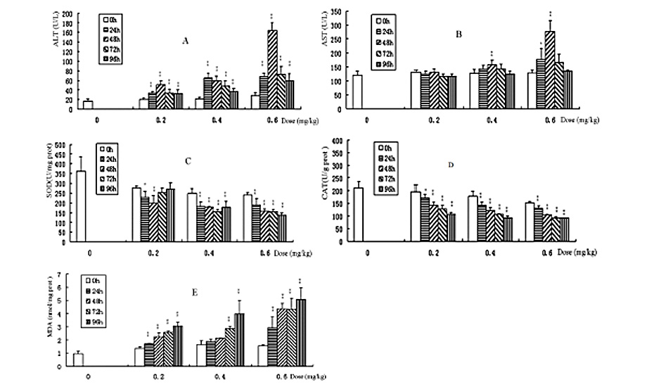 Hepatoprotective Effects of Aqueous Extract from Lingzhi or Reishi Medicinal Mushroom (…)