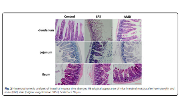 Astragalus membranaceus (Fisch.) Bunge repairs intestinal mucosal injury (…)