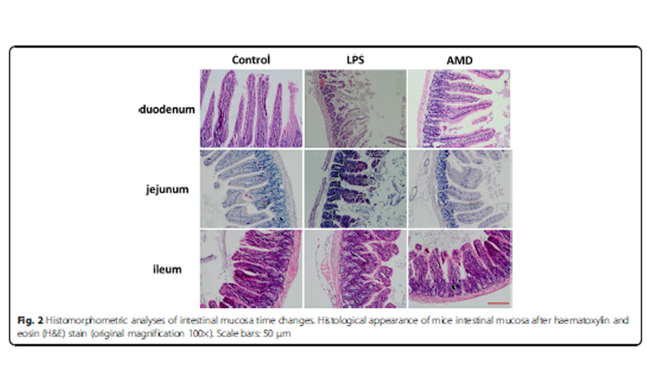Astragalus membranaceus (Fisch.) Bunge repairs intestinal mucosal injury (…)