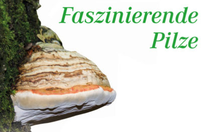 Zunderschwamm – Faszinierende Pilze