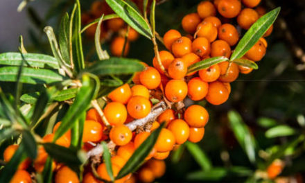 Sanddorn (Hippophae Rhamnoides)