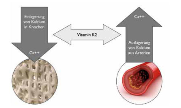 Vitamin K2