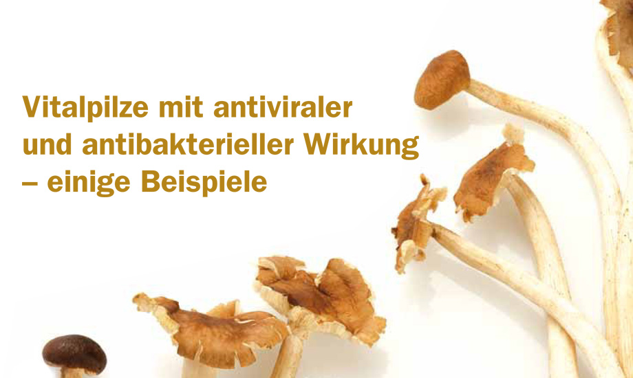 Vitapilze und ihre Antivirale Wirkung