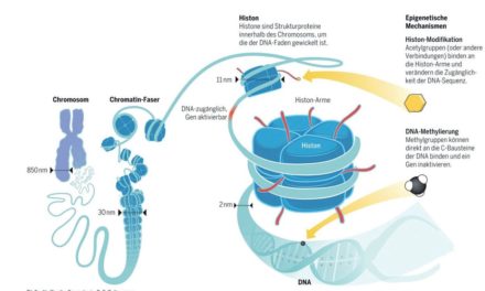 Epigenetik – auch Gene haben ein Gedächtnis