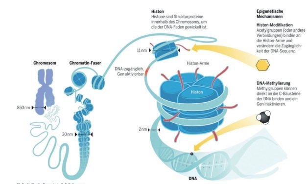 Epigenetik – auch Gene haben ein Gedächtnis