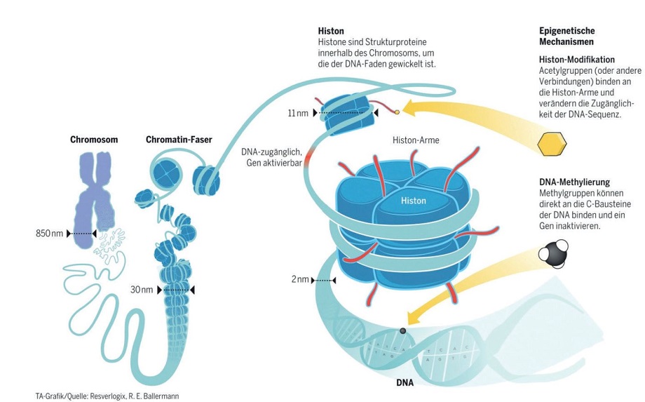 Epigenetik – auch Gene haben ein Gedächtnis