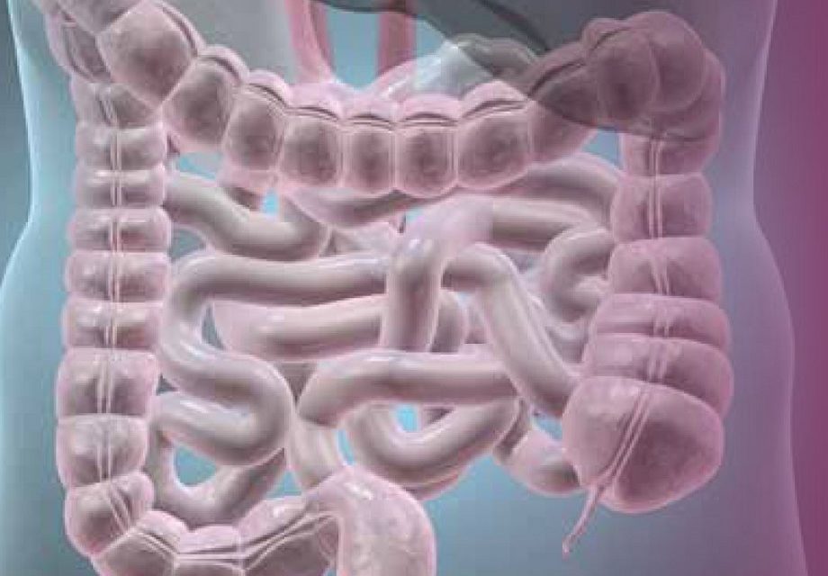 Firmicuten: Die Dickmacher unter den Darmbakterien – Störungen der Darmflora in Verbindung mit krankhaftem Übergewicht