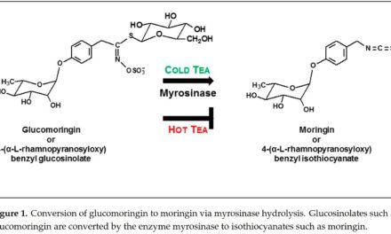 A Strategy to Deliver Precise Oral Doses of the Glucosinolates or Isothiocyanates from Moringa oleifera Leaves for Use in Clinical Studies