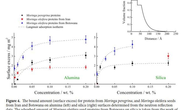 Comparative study of flocculation and adsorption behaviour of water treatment proteins from Moringa peregrina and Moringa oleifera seeds