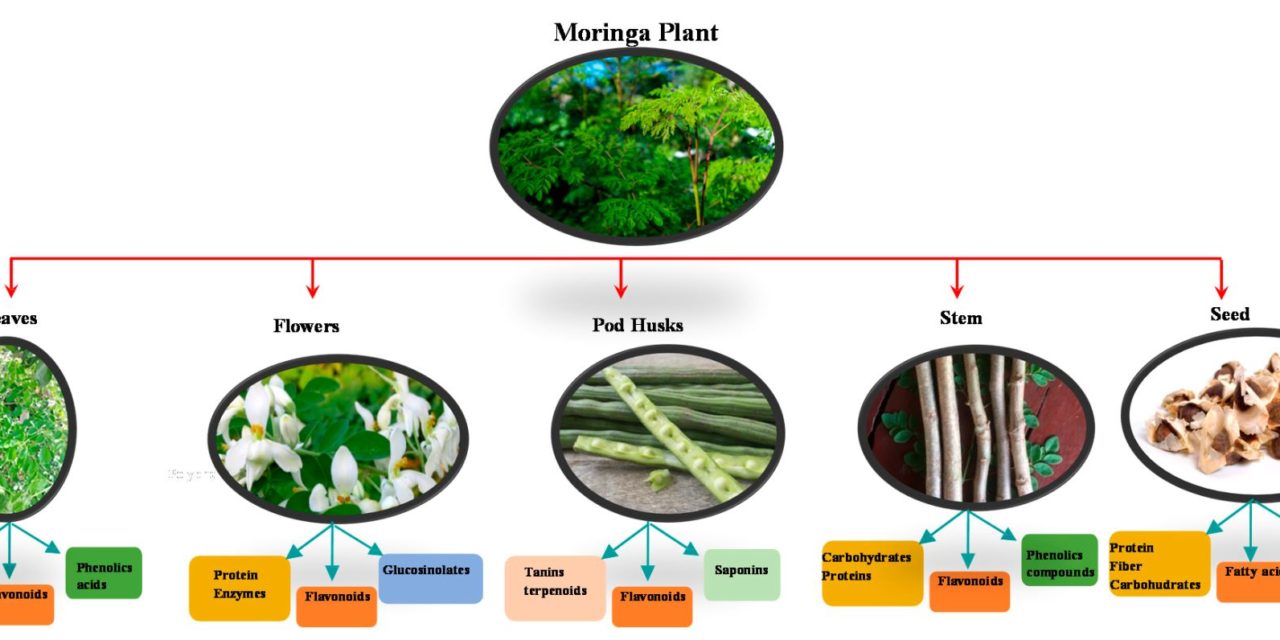 Health Beneﬁts of Uses and Applications of Moringa oleifera in<br>Bakery Products