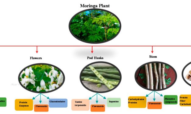 Health Beneﬁts of Uses and Applications of Moringa oleifera in<br>Bakery Products