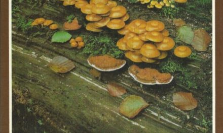 Pilze, die an Holz wachsen