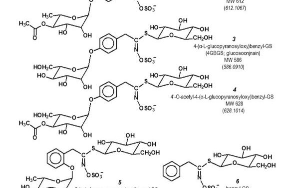 The Diversity of Chemoprotective Glucosinolates in Moringaceae (Moringa spp.)