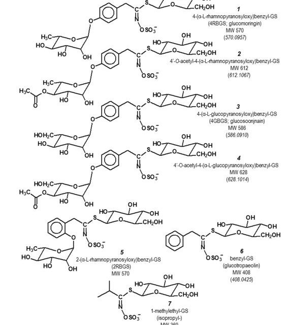 The Diversity of Chemoprotective Glucosinolates in Moringaceae (Moringa spp.)